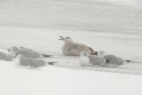 Mystery Gull AH
