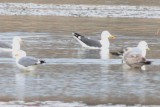 Five gulls - three species