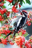 Red-naped Sapsucker