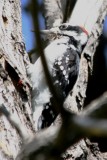 Hairy Woodpecker (Eastern, male)