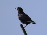 Estate House birds - Jamaican Crow