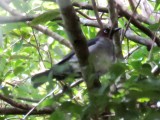 White-eyed Thrush