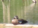 Blue-winged Teal