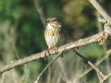 Lincolns Sparrow