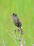 Seaside Sparrow