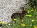 Eastern Cottontail (Texas)
