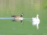 Richardsons Cackling Goose and Snow Goose