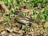 Yellow-rumped Warbler (female Myrtle)