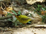 Wilsons Warbler