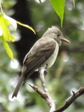 Greater Pewee