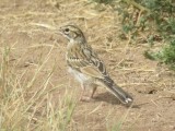 Lark Sparrow (juvenile)