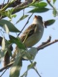 Willow Flycatcher