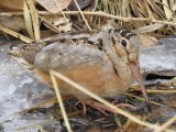 American Woodcock