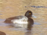 Hybrid Greater x Lesser Scaup (NOT)