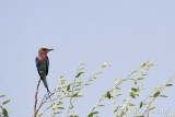 Chobe River front pajaro