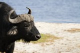 Chobe River front bufalo