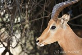 Chobe River front impala