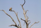 Makgadikgadi buitre