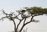 Makgadikgadi buitres