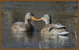 mallards-1-27-14-847c2b.JPG