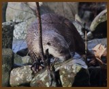 river otter-1-14-14-240b.JPG