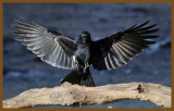 american crow-1-26-14-705c1b.JPG