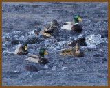 mallards-1-27-14-856b.JPG