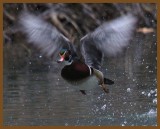 wood duck-1-31-14-031b.JPG