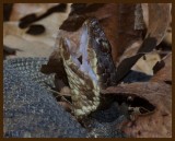 cottonmouth-3-11-14-265b.JPG