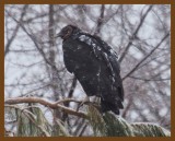 black vulture-3-3-14-839b.JPG