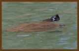 mississippi map turtle-3-30-14-271c2b.JPG