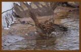 white-throated sparrow-3-4-14-343c2b.JPG