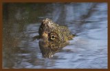 eastern snapper-4-28-14-823c2b.JPG