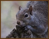 gray squirrel 4-20-14-743b.JPG