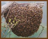 honey bees 4-27-14-551b.jpg