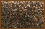 honey bees 4-27-14-562c2b.JPG