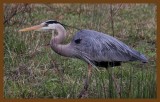 great blue heron-4-8-14-039c2b.JPG