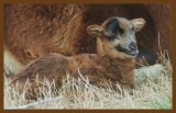 sheep-4-5-14-873c2b.JPG
