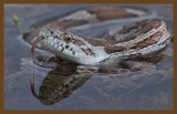 great plains ratsnake 5-9-14-686c2b.JPG