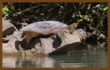 spiny softshell-5-4-14-390c2b.JPG