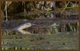 bullfrog-yellow belly watersnake 5-5-14-572c2b.JPG