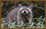 raccoon 5-26-14-404c2b.JPG