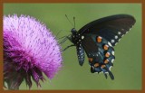 pipevine swallowtail-5-23-14-945c2b.JPG