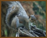 gray squirrel 5-7-14-444b.JPG