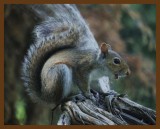 gray squirrel 5-7-14-394b.JPG