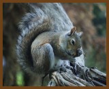 gray squirrel 5-7-14-410b.JPG