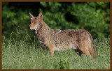 coyote 5-16-14-469c2b.JPG