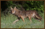 coyote 5-16-14-475c2b.JPG