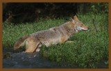 coyote 5-25-14-027c2b.JPG