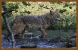 coyote 5-25-14-007c2b.JPG